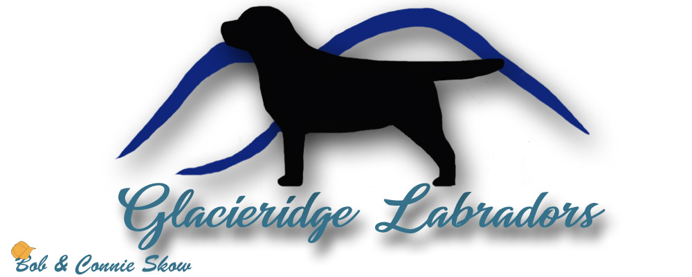 Glacieridge Labradors English Labrador Retrievers  Labradors  Delaware Chocolate Labradors Black Labs  Yellow Labs Breeders